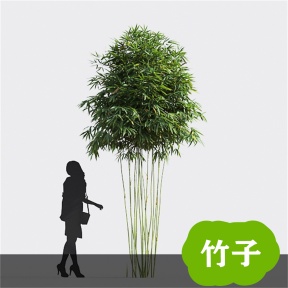 竹子 竹 青竹 毛竹 竹林  竹子3D免费模型 植物