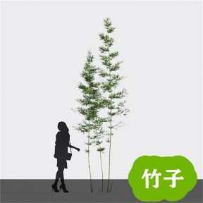 竹子 竹 青竹 毛竹 竹林  竹子3D免费模型 植物