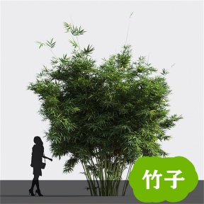 竹子 竹 青竹 毛竹 竹林  竹子3D免费模型 植物