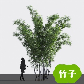 竹子 竹 青竹 毛竹 竹林  竹子3D免费模型 植物