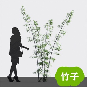 竹子 竹 青竹 毛竹 竹林  竹子3D免费模型 植物