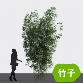 竹子 竹 青竹 毛竹 竹林  竹子3D免费模型 植物