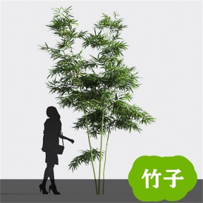 竹子 竹 青竹 毛竹 竹林  竹子3D免费模型 植物