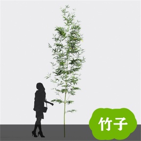 竹子 竹 青竹 毛竹 竹林  竹子3D免费模型 植物