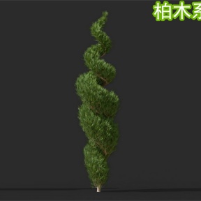 柏树