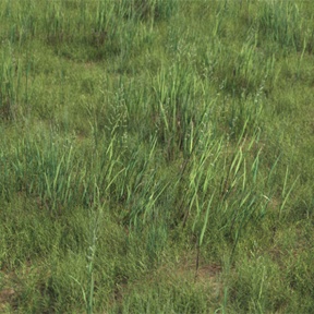 草地 草坪 草皮 草 草地3D模型（4）