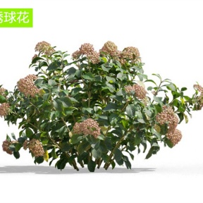 绣球花