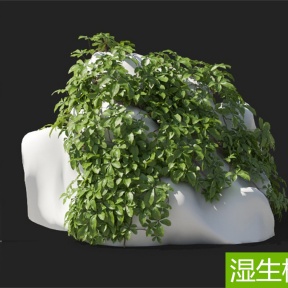 湿生植物 五叶地锦