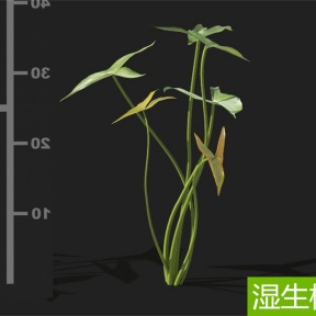 湿生植物 华夏慈姑