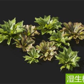 湿生植物 巢蕨