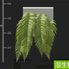 湿生植物 桫椤