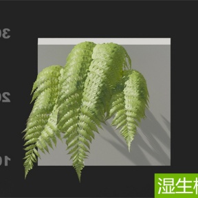 湿生植物 桫椤