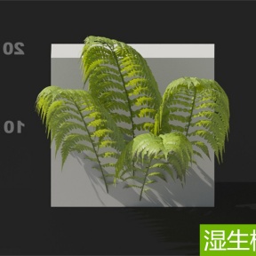 湿生植物 桫椤