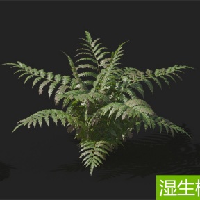 湿生植物 桫椤