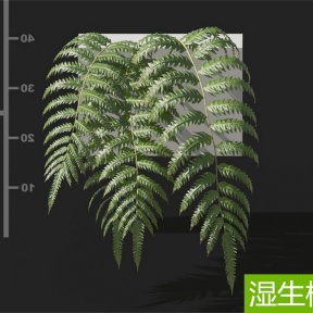 湿生植物 桫椤