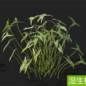 湿生植物 织巢鸟