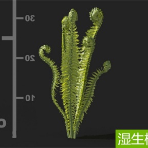 湿生植物 肾蕨