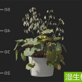 湿生植物 虎耳草