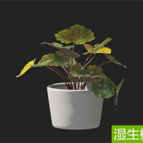 湿生植物 虎耳草