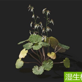 湿生植物 虎耳草