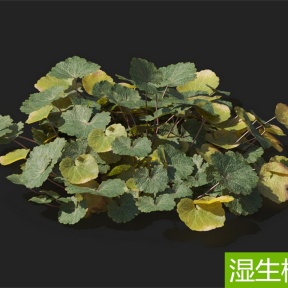 湿生植物 虎耳草