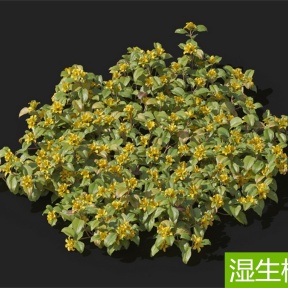 湿生植物 过路黄花