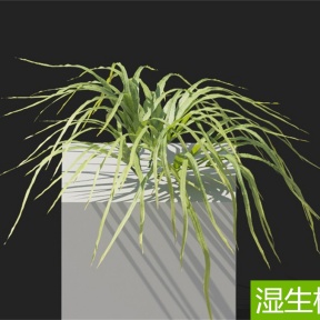 湿生植物 酒瓶兰